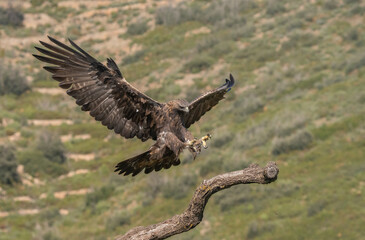the majestic golden eagle landing on the trunk	