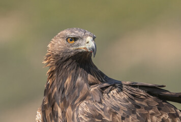 the majestic golden eagle portrait