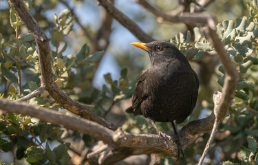 Male Common Blackbird hidden in the branches