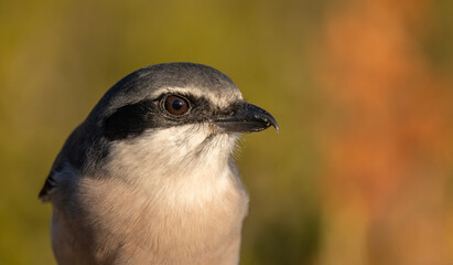 Iberian Grey Shrike portrait	