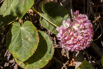 Dombeya wallichii im Botanischen Garten - Blütenstand