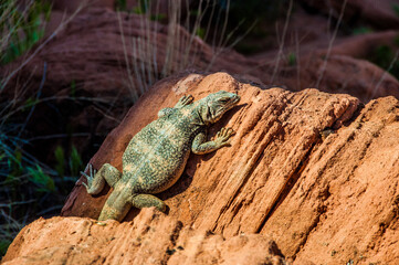 Fat green lizard on a rock