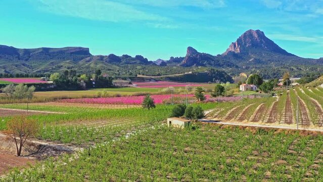 Peach blossom in Cieza, Orchards between Mirador El Horno and La Macetua. Videography of a blossoming of peach trees in Cieza in the Murcia region. Peach, plum and nectarine trees. Spain