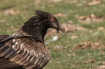 young bearded vulture portrait