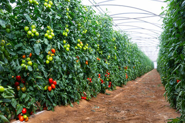 Beautiful view from inside the greenhouse on a tomato plantation