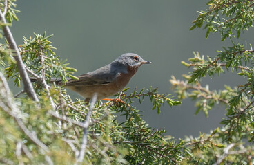 western subalpine warbler on the branch	