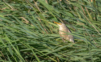 Little Bittern hidden among the reeds of the marsh	