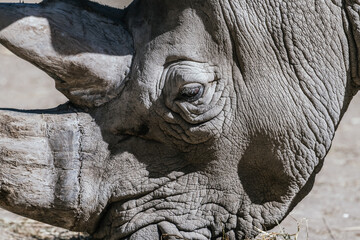 Details of the head of a white rhinoceros (Ceratotherium simum).