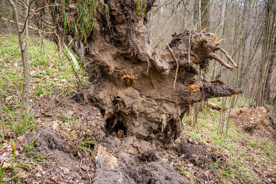 Roots of a fallen spruce uprooted from the ground in the forest