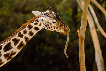 Portrait and detail of African giraffe (Giraffa camelopardalis).