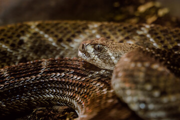 Portrait and detail of rattlesnake (Crotalus).