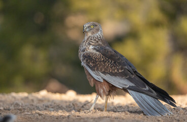 male western marsh harrier on the ground	