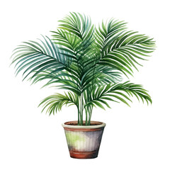 Watercolor plant Areca Palm in a pot isolated on a white background 