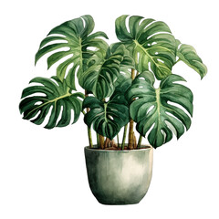 Obraz premium Watercolor plant Monstera in a pot isolated on a white background