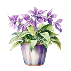 Watercolor plant Tradescantia in a pot isolated on a white background