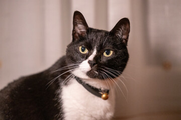 Portrait of a black and white cat on a light background