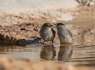 Fototapeta premium female and male eurasian blackcaps on the pond