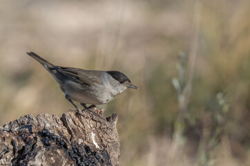 Obraz premium male eurasian blackcap on the branch 