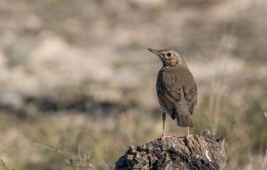 song thrush on the trunk	