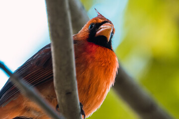 Northern cardinal (Cardinalis cardinalis) searching for food.