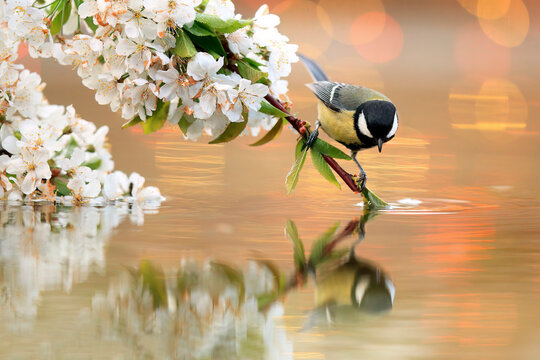 Great tit on a flowering branch over water, with a detailed reflection visible beneath