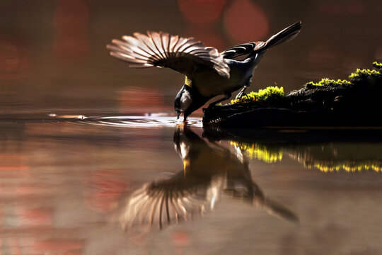 A great tit dipping its beak into the water with wings spread creating a striking reflection