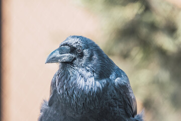 Portrait of a common crow (corvus corax) perched on a tree branch.