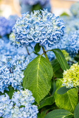 Close-up of blue hydrangea flowers as a background