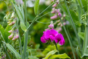 Photo flowering of decorative peas closeup outdoors