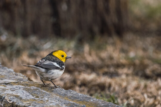Yellow-headed warbler (Setophaga occidentalis) standing on fallen leaves of a tree.