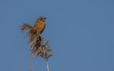 female stonechat on the branch	