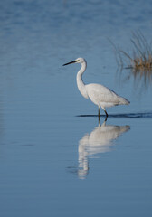little egret in the lagoon	