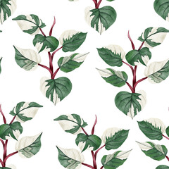 Philodendron seamless pattern . Houseplant illustration
