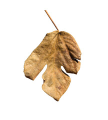 leaf isolated on white background