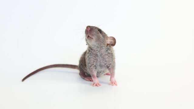 Little rat with dumbo ears. Gray rodent on isolated on white background