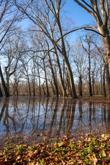 Obraz premium the trees on the river bank are flooded by the river Danube.