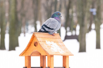 Pigeon in the park in winter