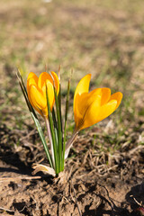 Yellow crocus flowers in spring
