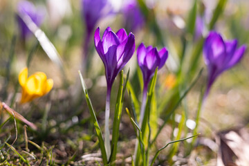 Purple crocus flowers in spring