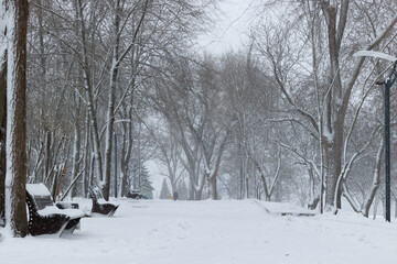 Alley in the park during snowfall