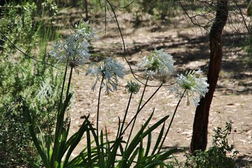 White Lily of the Nile (Agapanthus orientalis) flowers in landscape