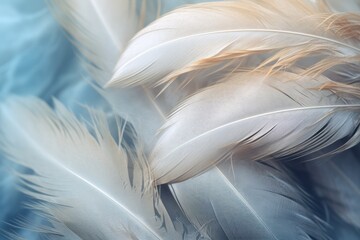 soft white feather texture on blue backgraund