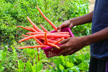 Holding some Carrots in a basket close-up view 