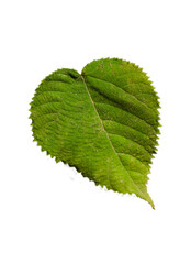 green leaf isolated on white