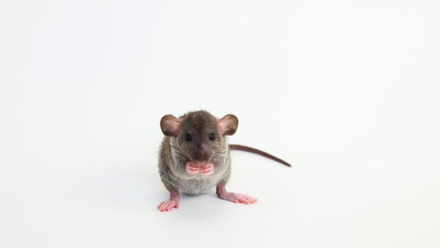 Little rat with dumbo ears. Gray rodent on isolated on white background