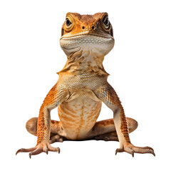 Naklejka premium Yellow_Lizard isolated on white and transparent background