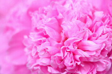 Abstract floral background, pink flower petals. Macro flowers backdrop for holiday. Pink peony flower petals. Beatuiful pink peony selective focus. For design. Fragment of pink peony
