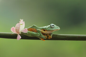 frog, mantis orchis, a cute frog and an orchid mantis on top of the body
