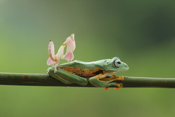 frog, mantis orchis, a cute frog and an orchid mantis on top of the body
 - obrazy, fototapety, plakaty