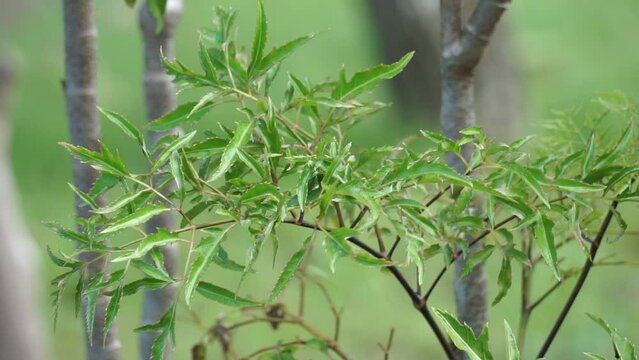 Polyscias fruticosa (Ming aralia, dwarf tree, Daun berlangkas, kuku garuda, pokok teh). In Asian countries, the leaves of the Polyscias fruticosa are used as a tonic, anti-inflammatory, 